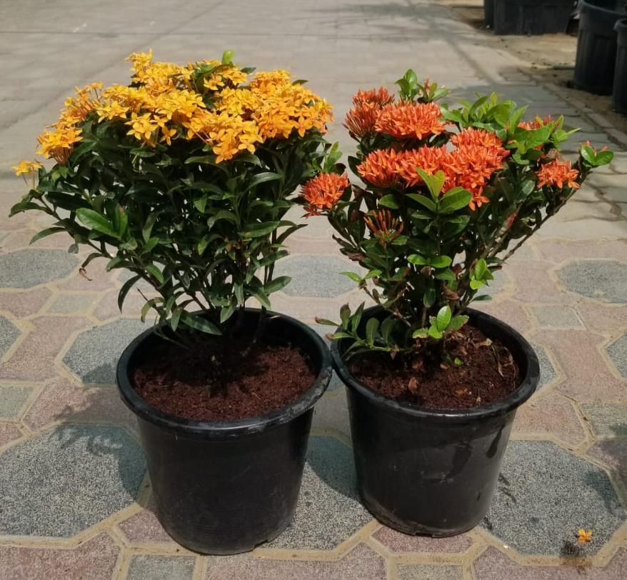 Pack of 2 ixora Chinensis 40cm