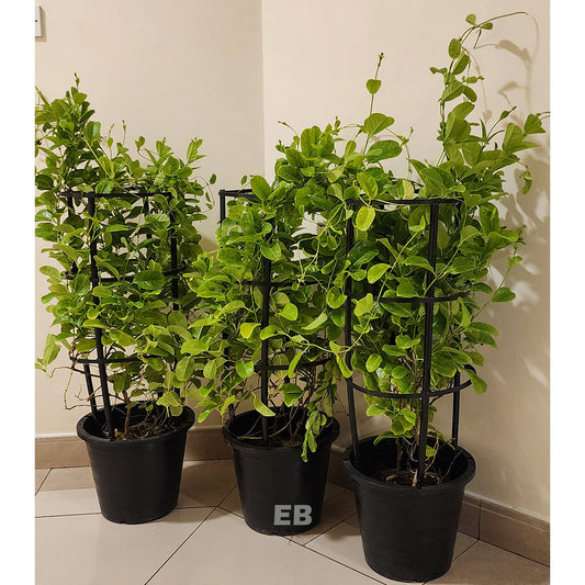 Pack of 3 Mandevilla Flower Plant 100cm...