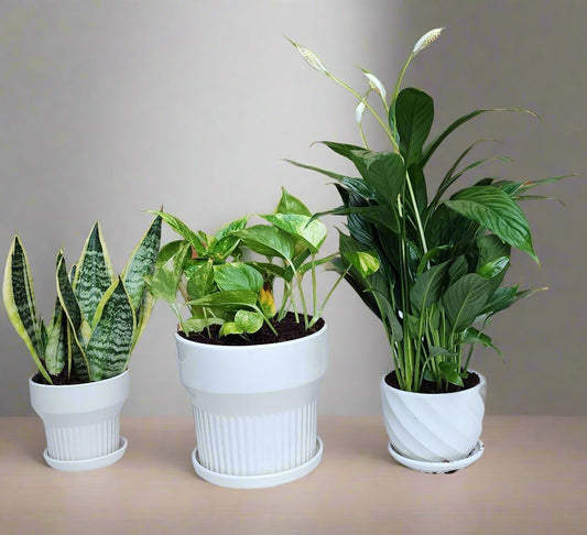 Pack of 3 airpurifying indoor plants