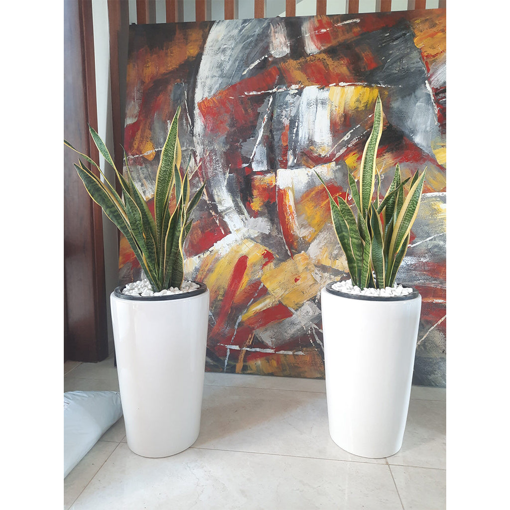Pack of 2 Snake Plant 110cm