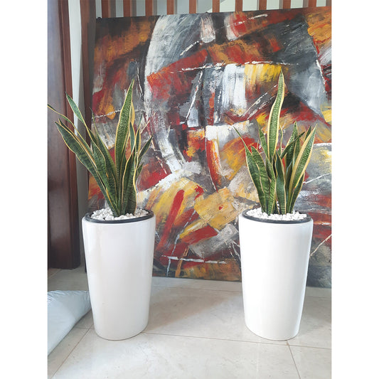 Pack of 2 Snake Plant 110cm