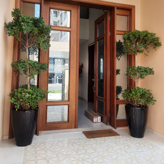 Pack of 2 xxl Ficus of 3 Steps\ Ceramic Pots