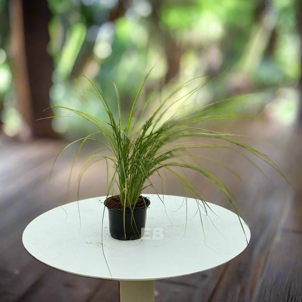 Pennisetum Grass Green " Pennisetum Setaceum