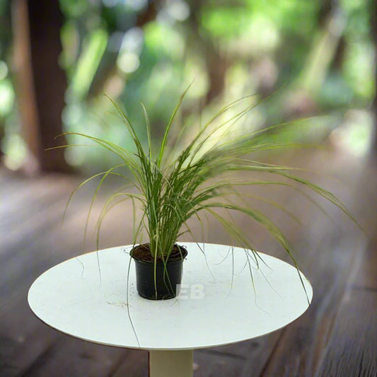 Pennisetum Grass Green " Pennisetum Setaceum