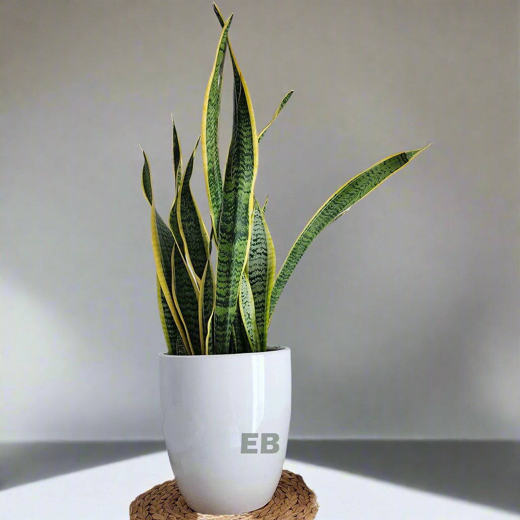 Snake Plant " Sansevieria indoor plant 50cm "