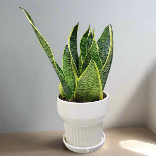 Snake Plant with Ceramic Pot