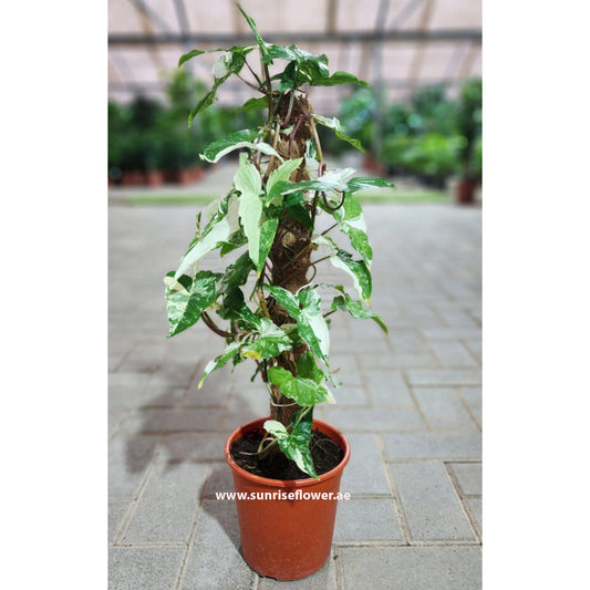 Syngonium Alba 50cm - 60cm