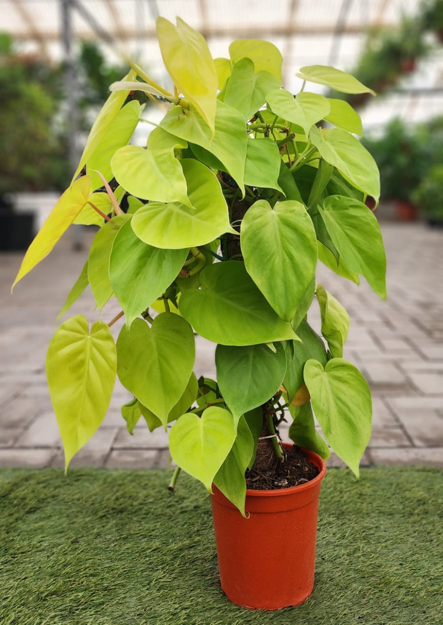 Philodendron Neon