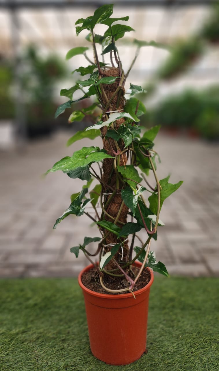 Philodendron Albo