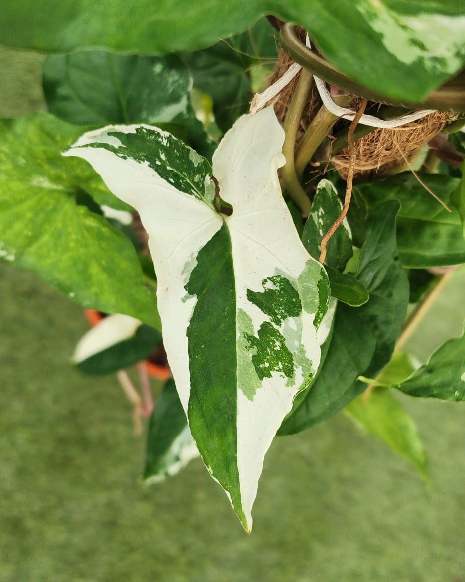 Philodendron Albo