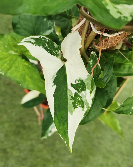Philodendron Albo