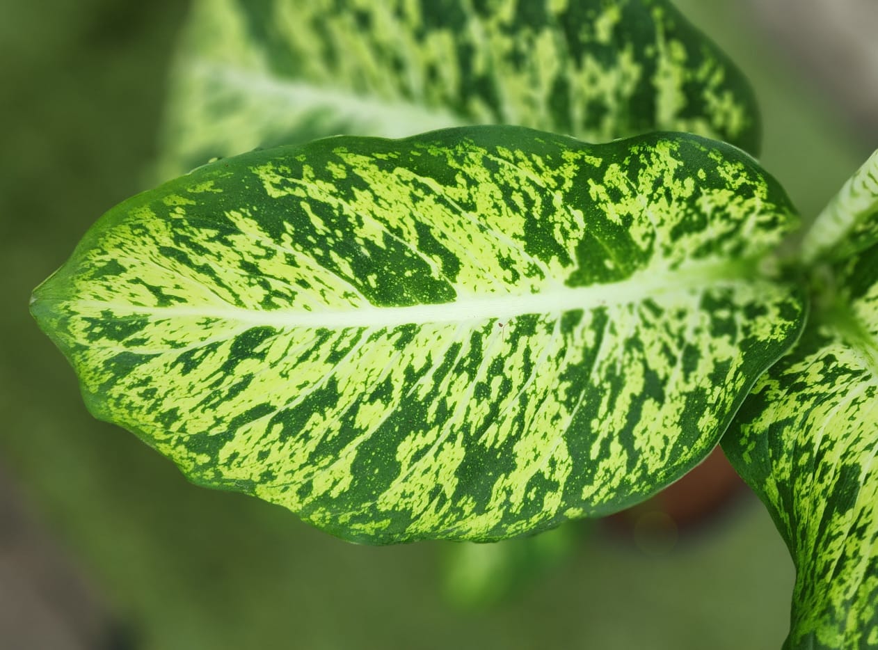 Dieffenbachia