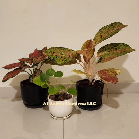 Pack Of 3 Plants-Aglaonema Pink & Chinese Money Plant