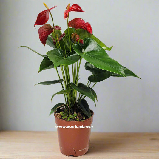 Anthurium Red indoor 35cm