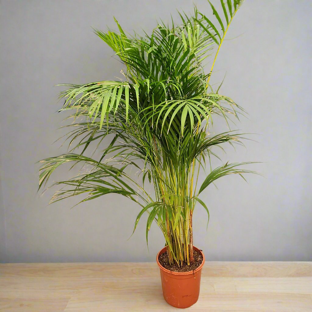 Areca Palm with Ceramic Pot 160cm