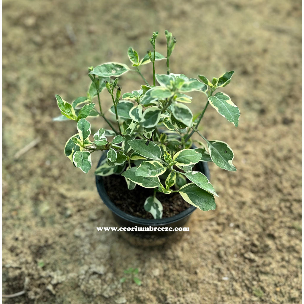 Asystasia Gangetica Variegata