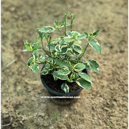 Asystasia Gangetica Variegata