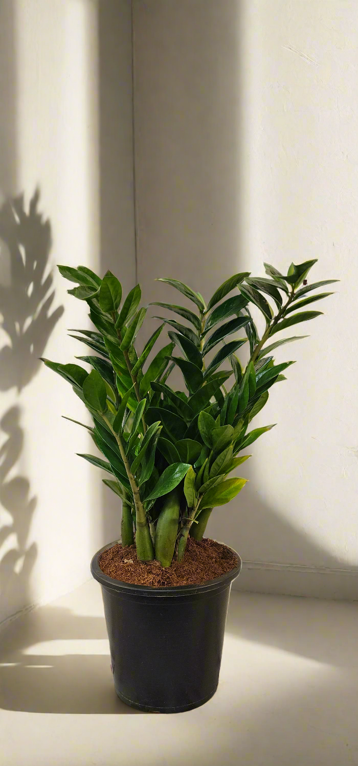 Zamiacalcus ZZ plant indoor