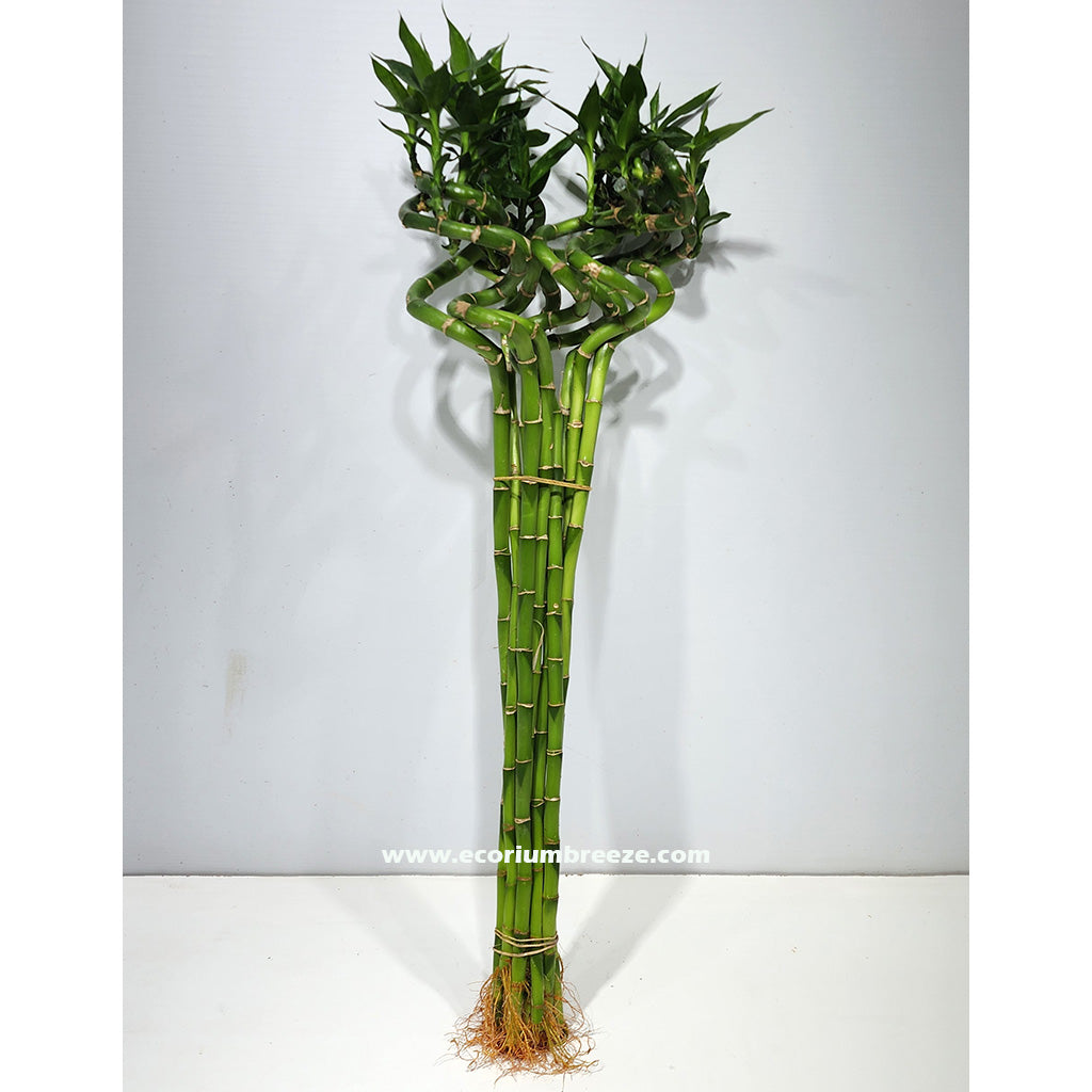 Lucky Bamboo Plant 80cm - 100cm Dubai Lucky Bamboo Plant 80cm - 100cm Dubai