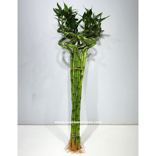 Lucky Bamboo Plant 80cm - 100cm Dubai Lucky Bamboo Plant 80cm - 100cm Dubai