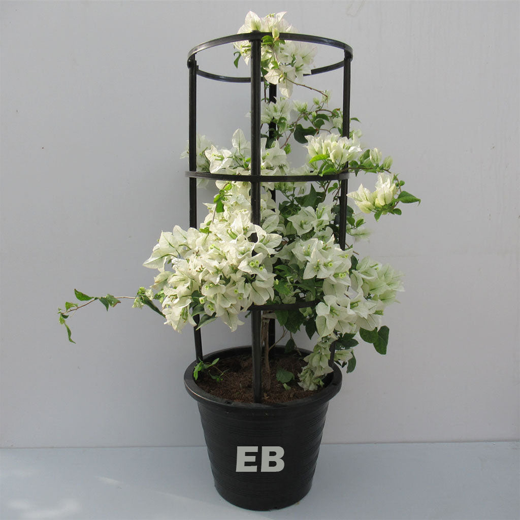Pack of 3 Bougainvillea Plant 100cm