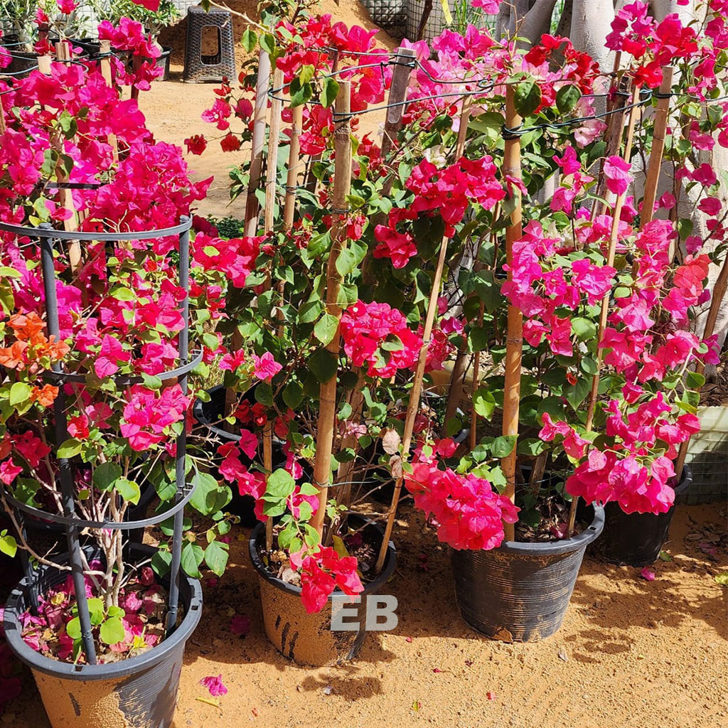 Pack of 3 Bougainvillea Plant 90cm