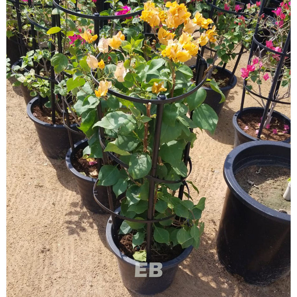 Pack of 3 Bougainvillea Plant 100cm...