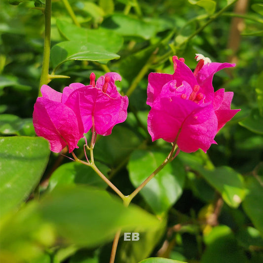 Double XXL Bougainvillea Pink 220cm