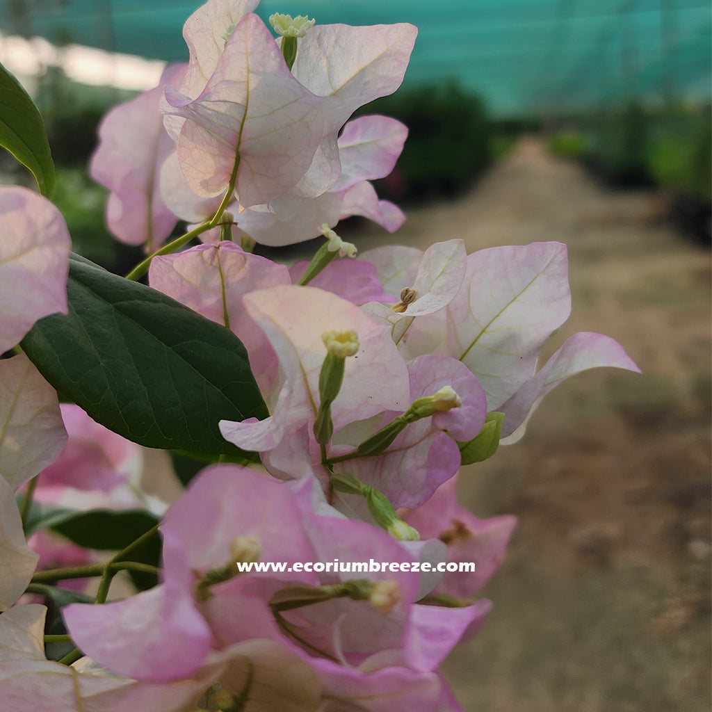 Bougainvillea coco ice 40cm Dubai