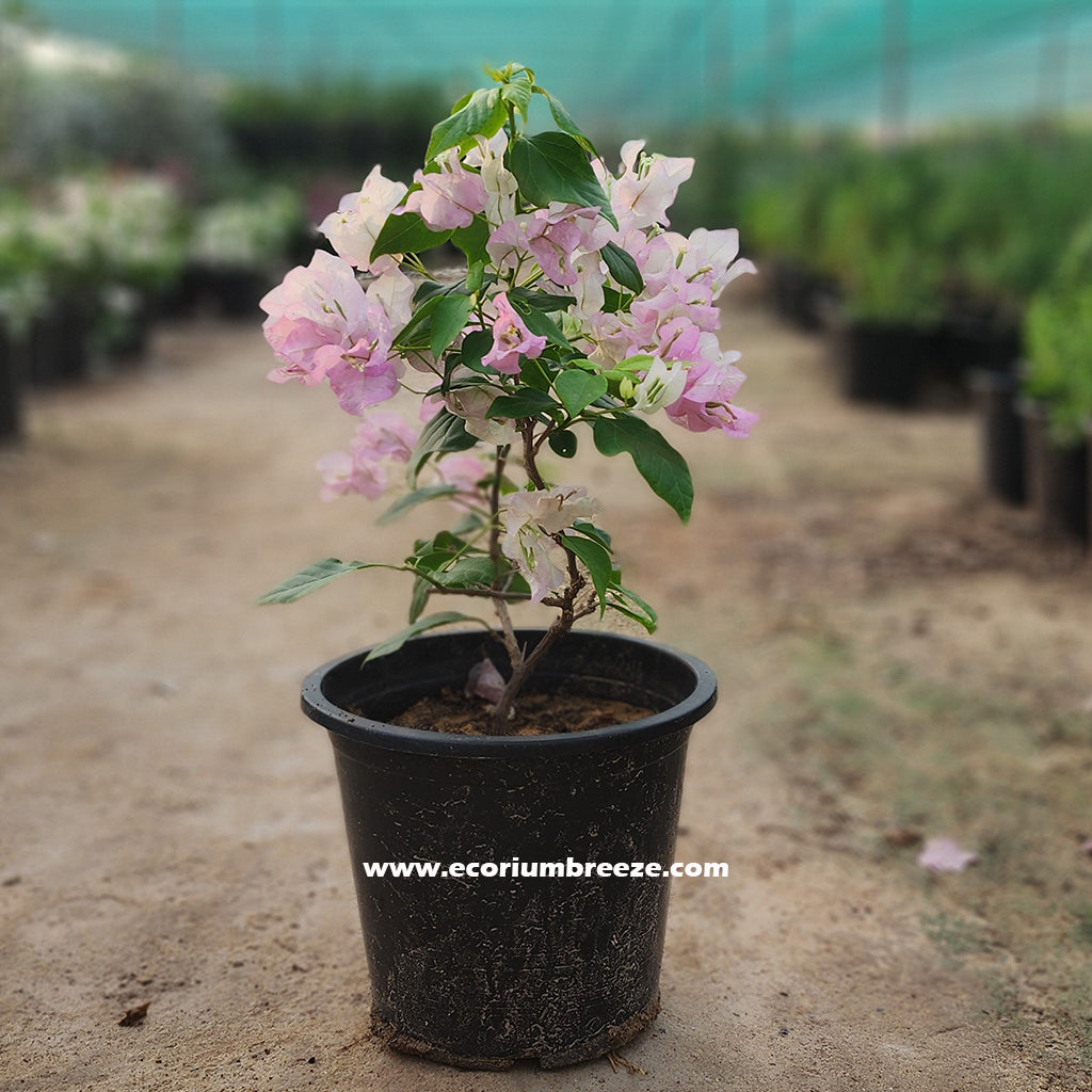 Bougainvillea coco ice 40cm Dubai