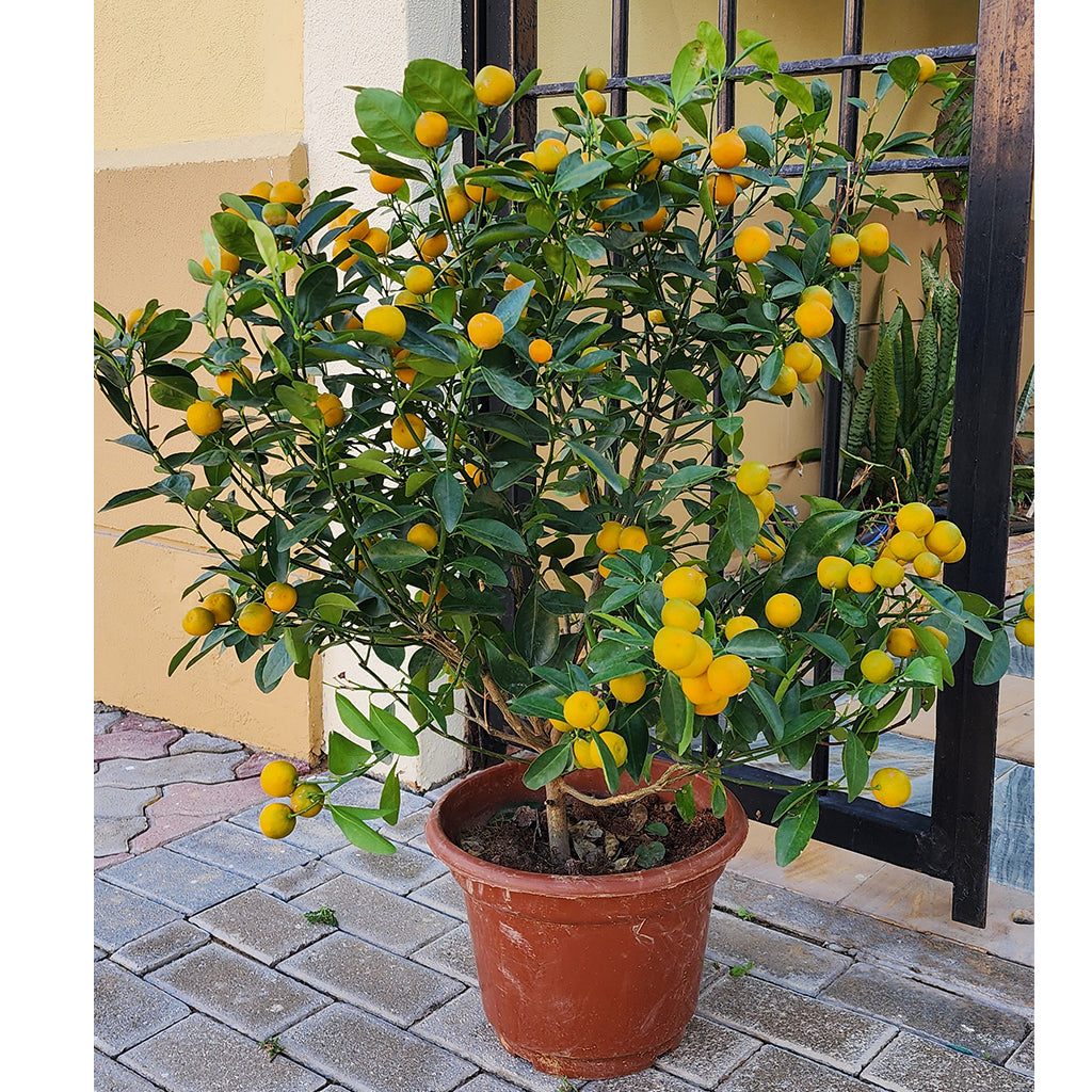 Calamansi Fruit
