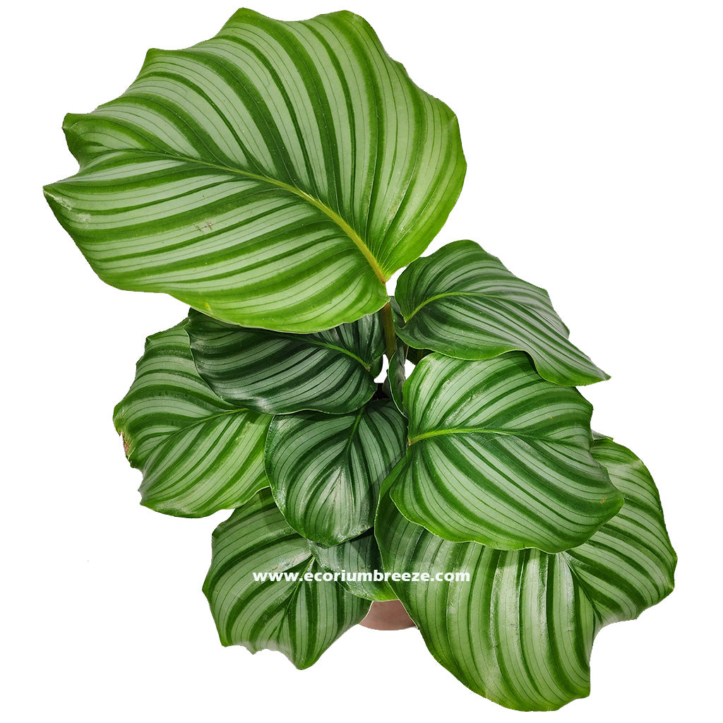 Calathea Orbifolia 40cm - 50cm Dubai