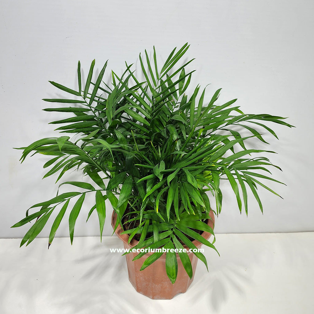 parlor palm (chamaedorea elegans) 35cm