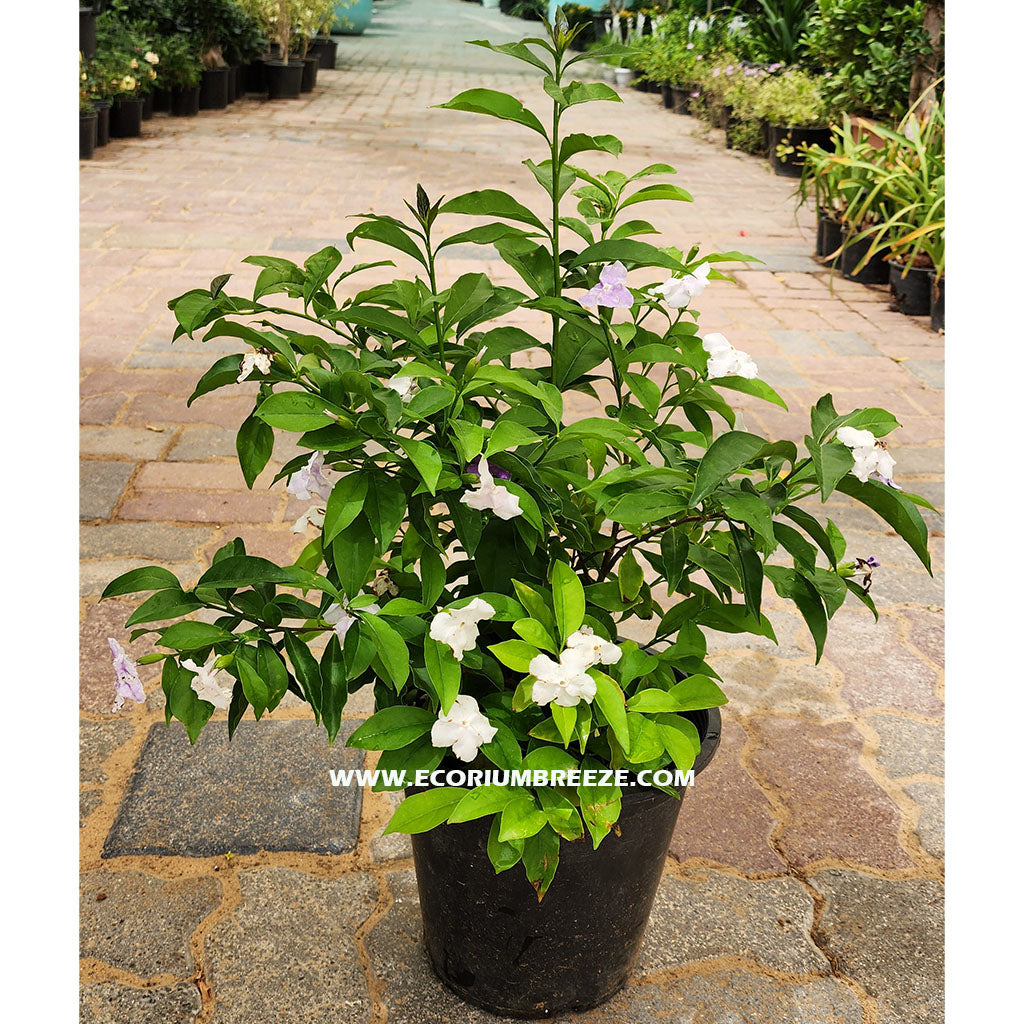 Day To Day Plant