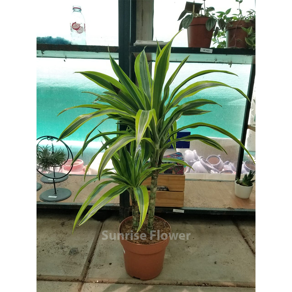 Dracaena Lemon Lime