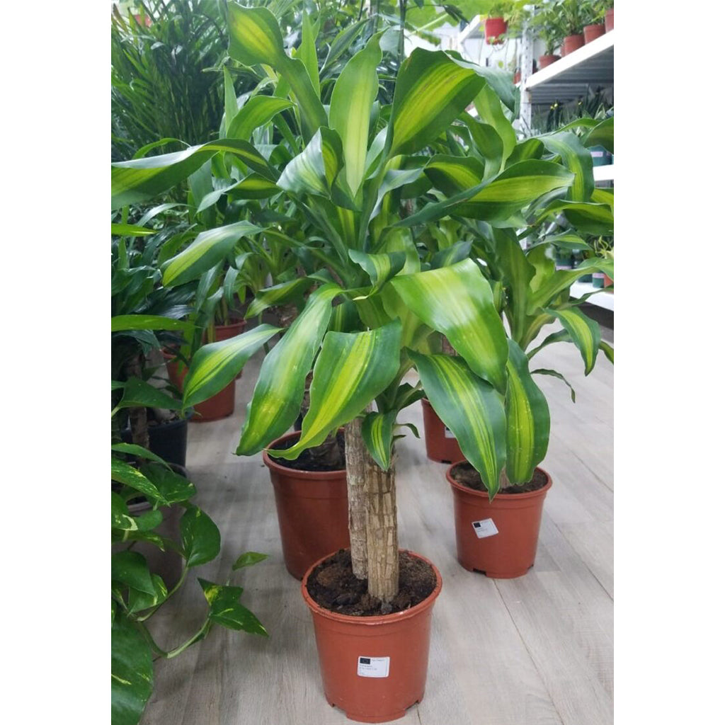 Dracaena Massangeana 100cm