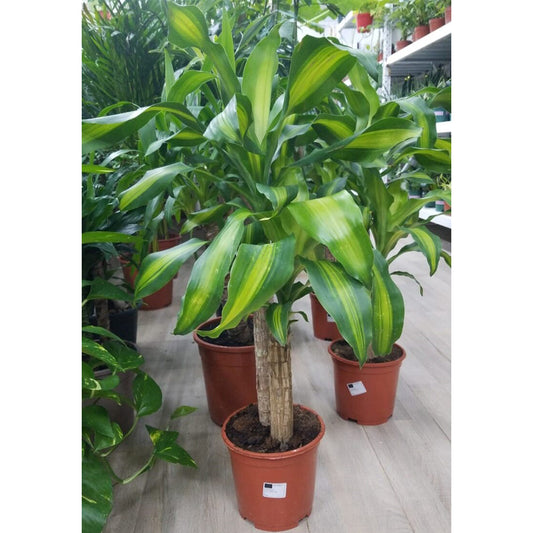 Dracaena Massangeana 100cm