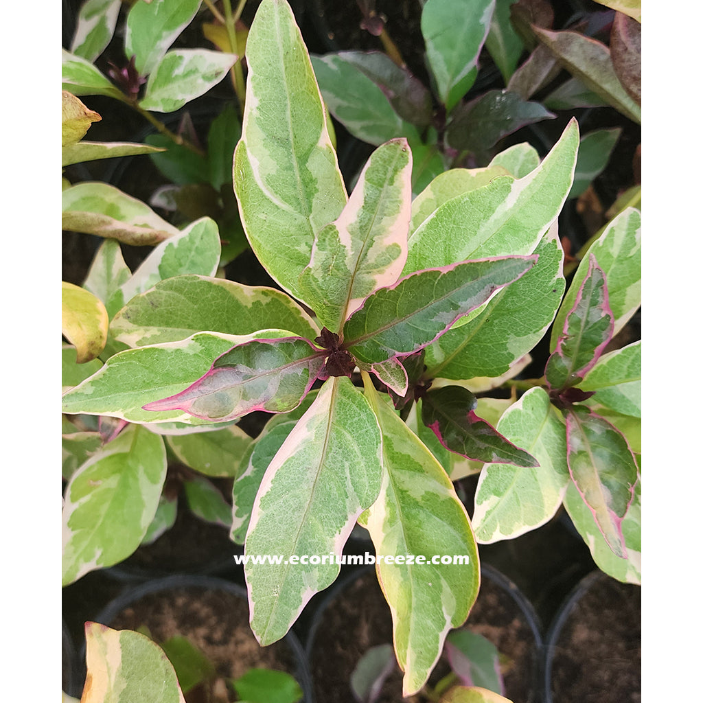 Eranthemum Plant 30cm
