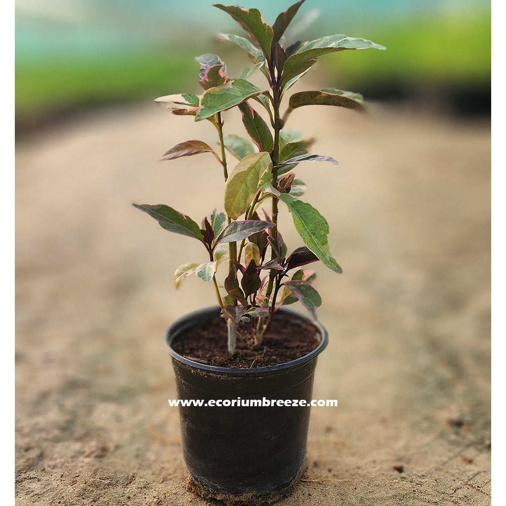 Eranthemum Plant 30cm