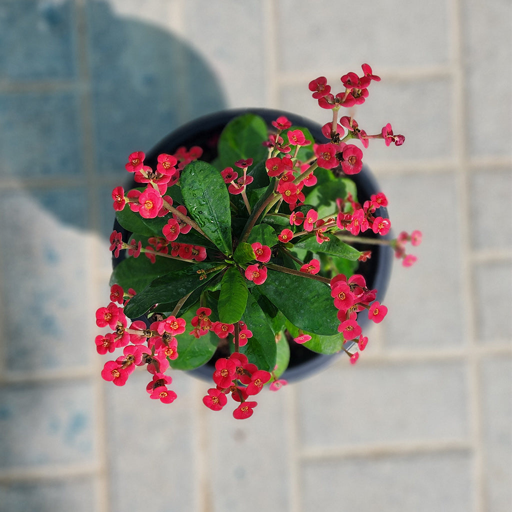 Euphorbia Flower Plant