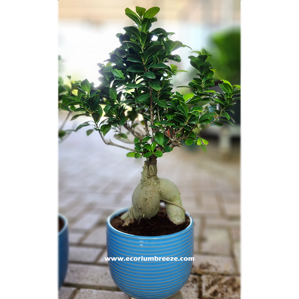 Ficus Bonsai 40cm