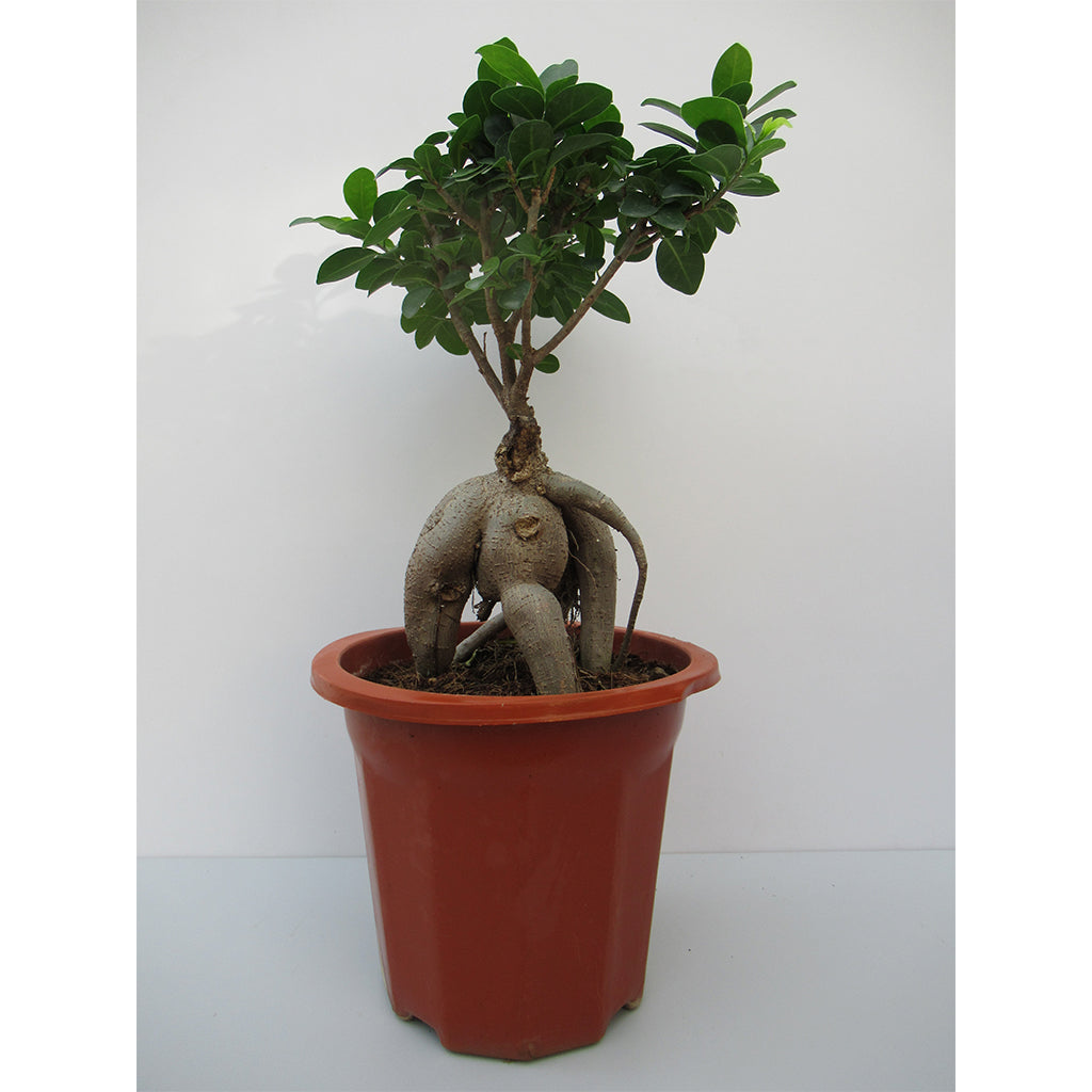 Ficus Bonsai 40cm