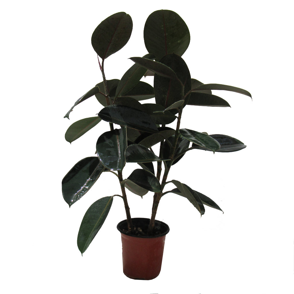Ficus Elastica " Rubber Plant " 90cm