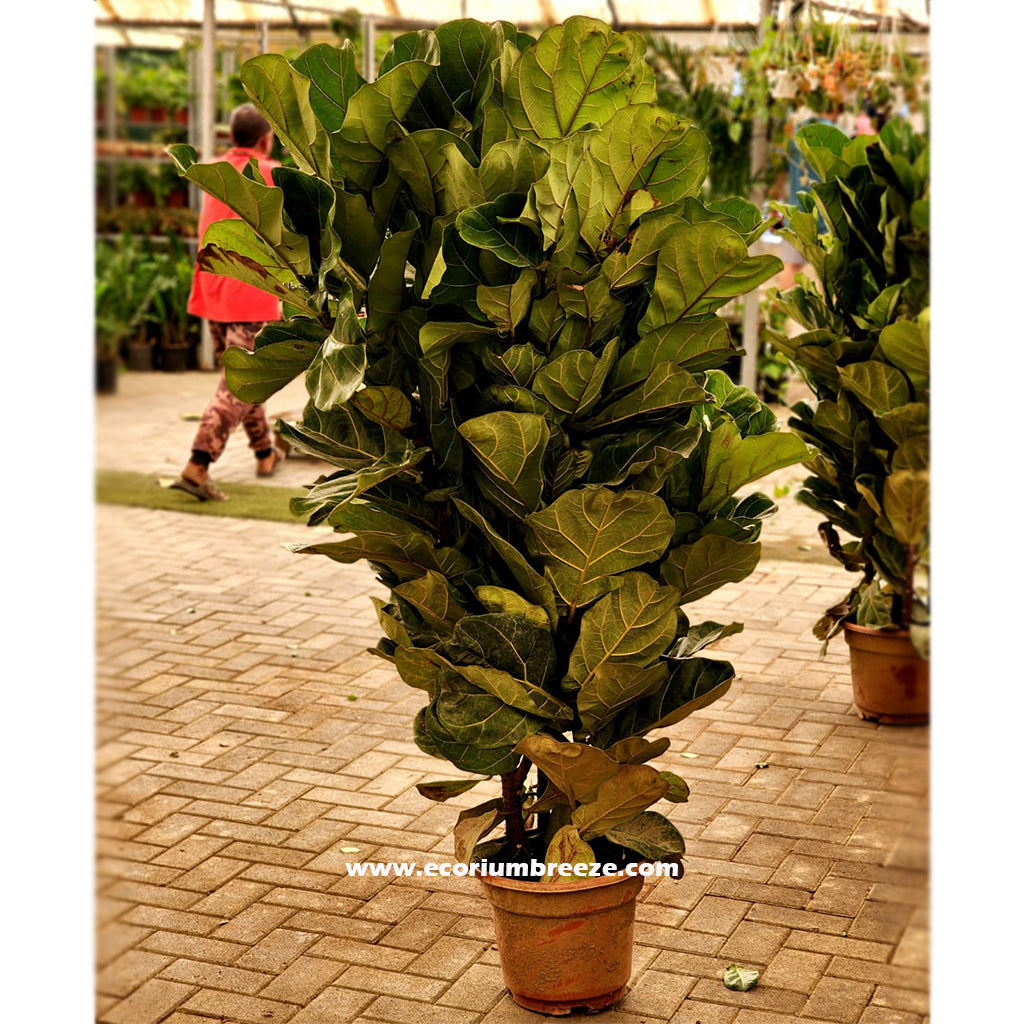 Ficus Lyrata " fiddle leaf fig " 180cm