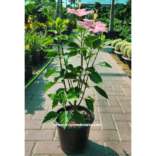 Hibescus Pink Plant 50cm - 60cm