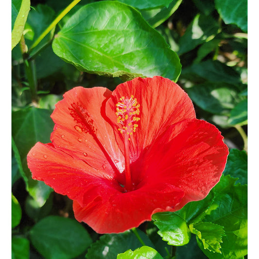 Hibiscus Red Flower Plant Dubai 40cm - 50cm