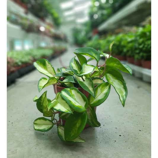 Hoya Carnosa V13 (Wax Plant)