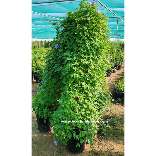 ipomoea Cairica | Cairo Morning Glory