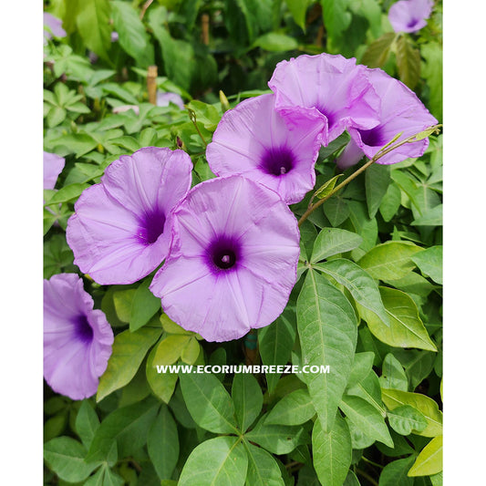 ipomoea Cairica | Cairo Morning Glory