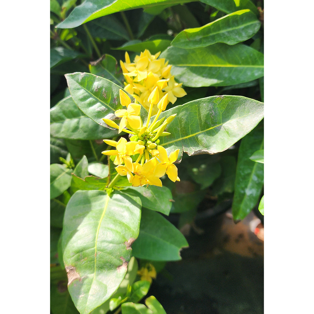 Ixora Coccinea Yellow 40cm - 50cm